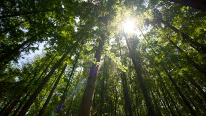 Saulės šviesos medžiotojai: kaip augalai muša energijos įsisavinimo rekordus ir ką iš to galime pasimokyti