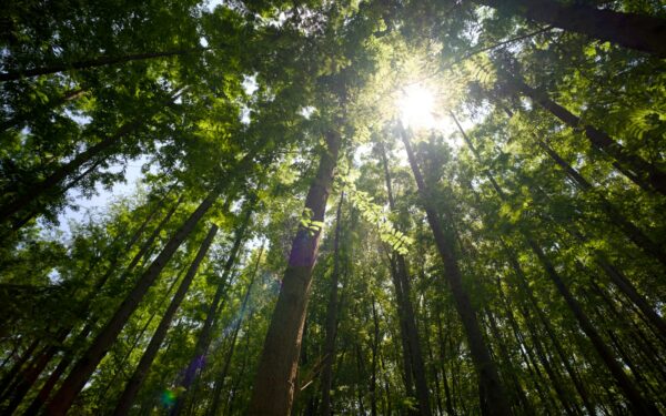 Saulės šviesos medžiotojai: kaip augalai muša energijos įsisavinimo rekordus ir ką iš to galime pasimokyti