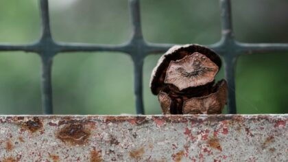 Seni medžiai, kurie „prisivalgo“ tvorelių ir dviračių: kaip atsiranda tokie miesto gamtos eksponatai